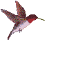 Hummingbird flying