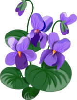Violets