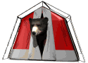 Bear in a tent camping
