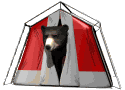 Bear in a tent camping