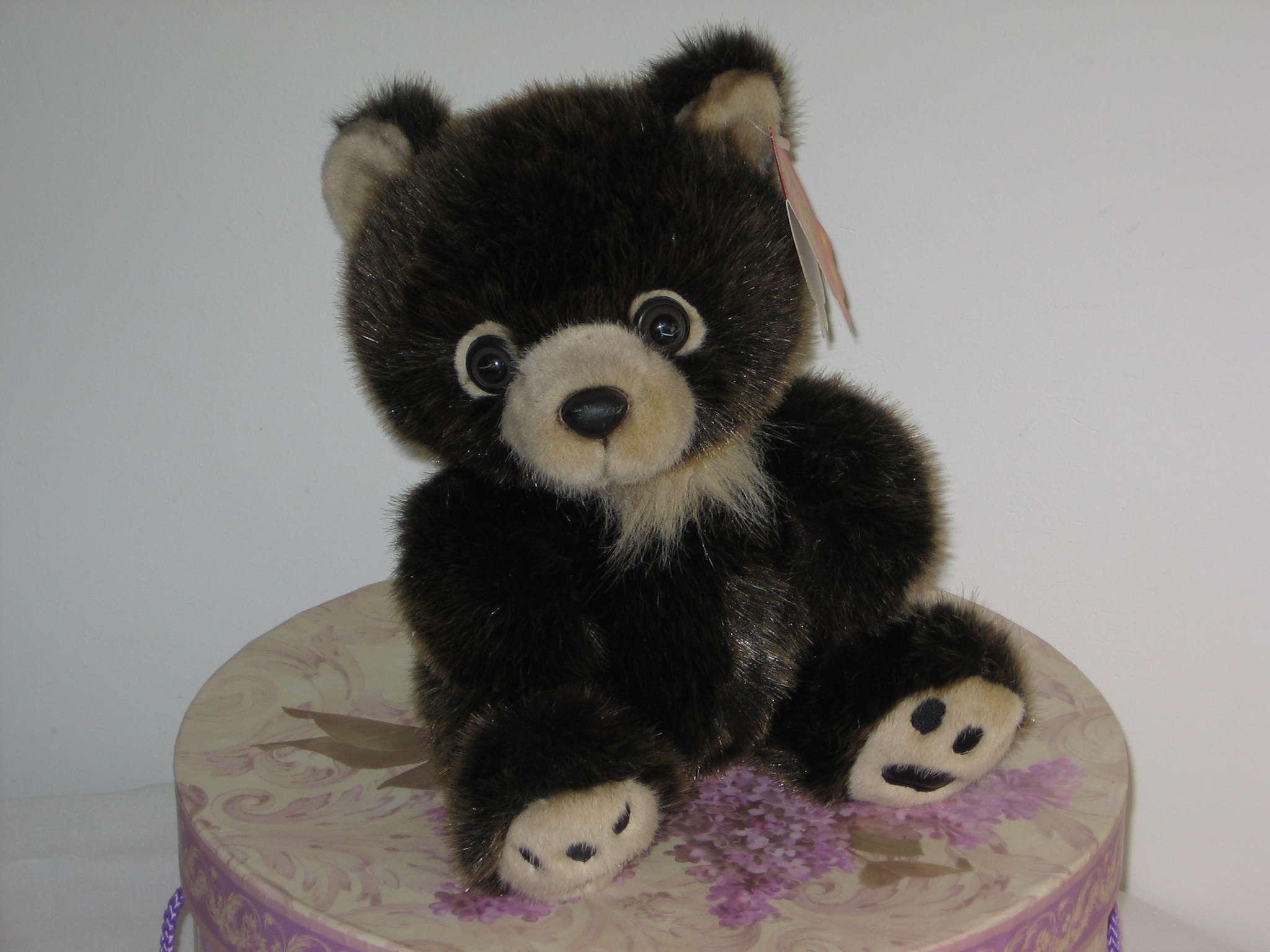 Dark brown bear