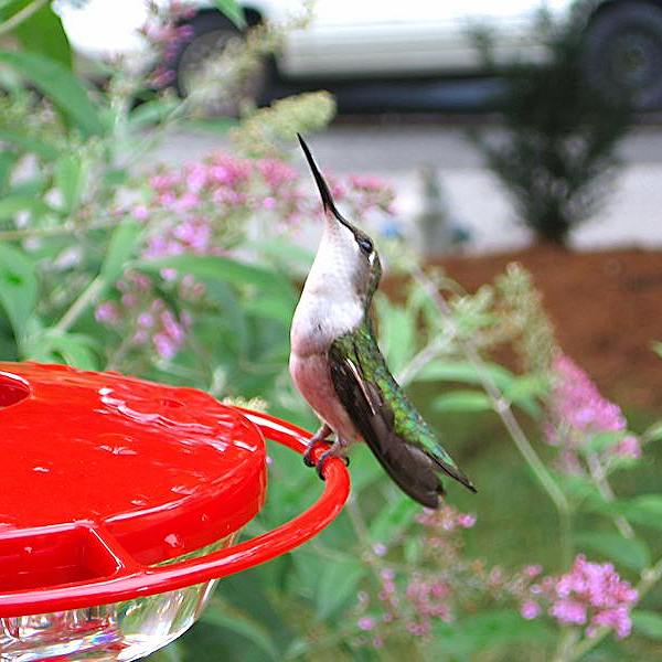Hummingbird looking up